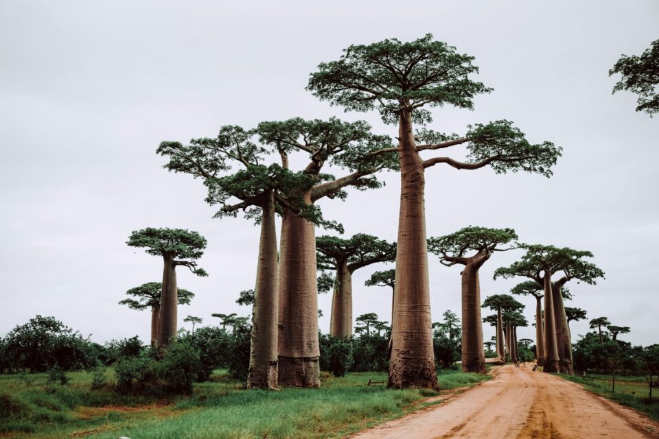 View of Madagascar