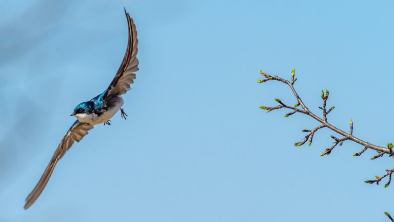 Patrice Bouchard Ysaiafj6gxs Unsplash