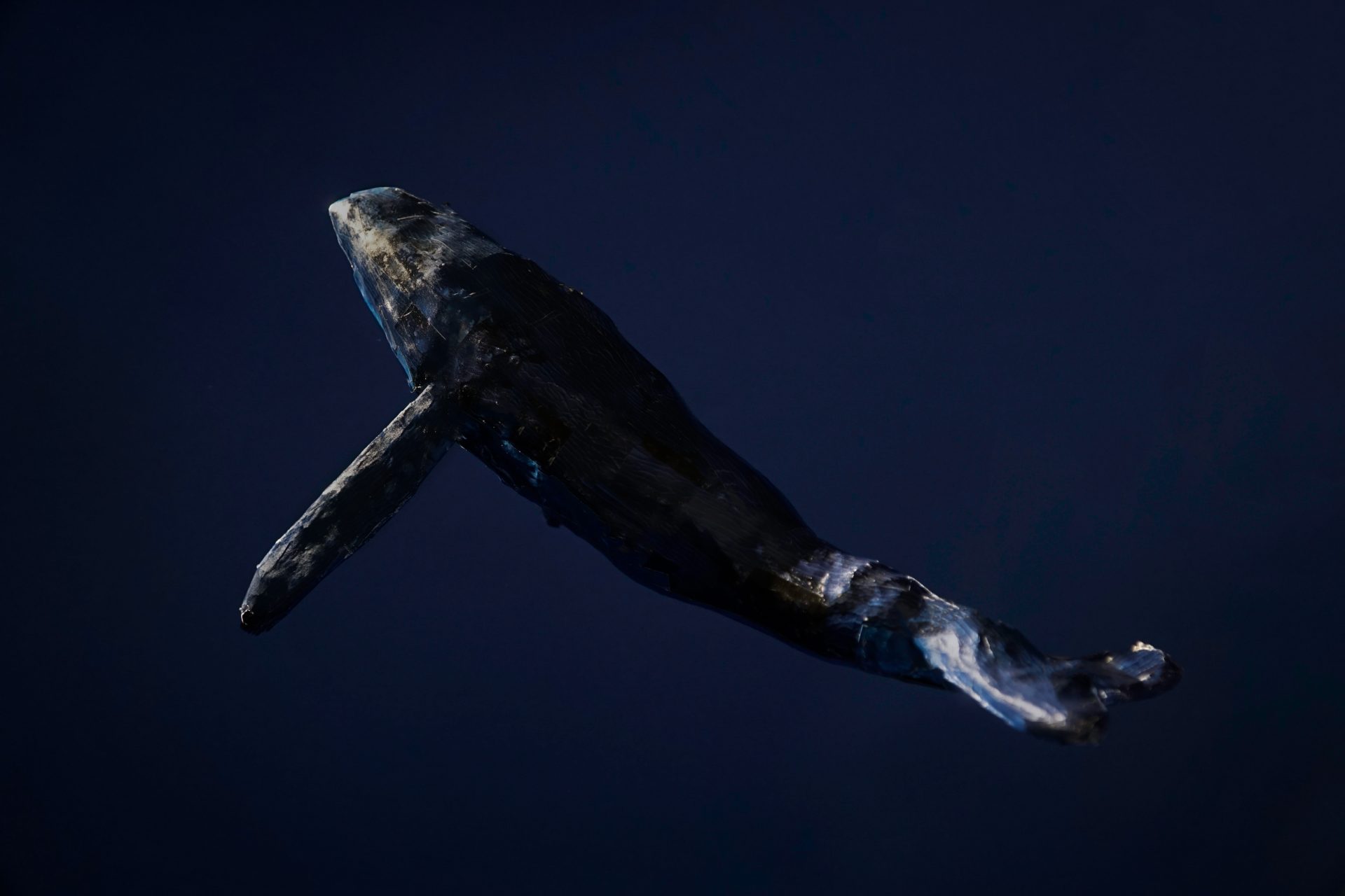 A photo of a whale in the ocean